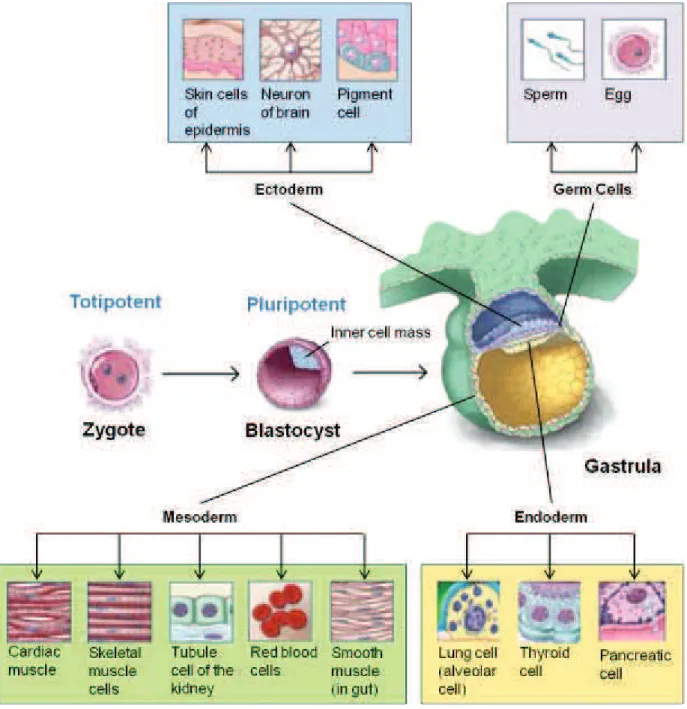 Figure 1. Differentiation of human tissues (adapted from Winslow and Duckwall, 2001) 