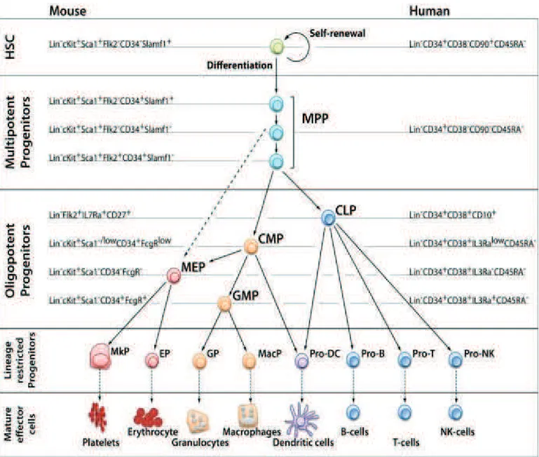 Figure 2. Model of the hematopoietic hierarchy (Seita and Weissman, 2010) 