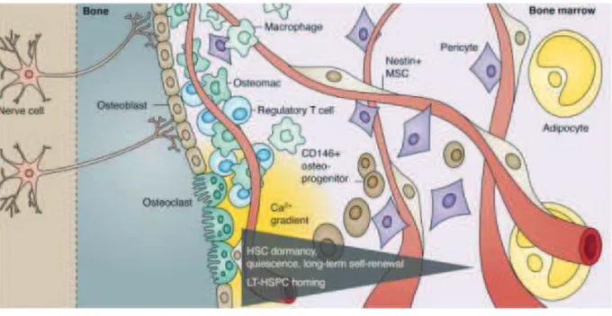 Figure 4. The HSC microenvironment (from Lo Celso and Scadden 2011) 