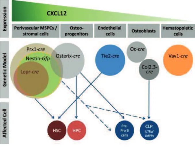 Figure  5.  Distinct  cellular  sources  and  niches  for  CXCL12  in  bone  marrow  (Hanoun  and 