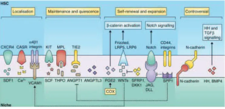 Figure 7. Crosstalk between HSCs and their niche (from Lo Celso and Scadden, 2011) 