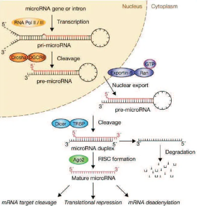 Figure 8. microRNA biogenesis and function. (Winter et al. 2009) 