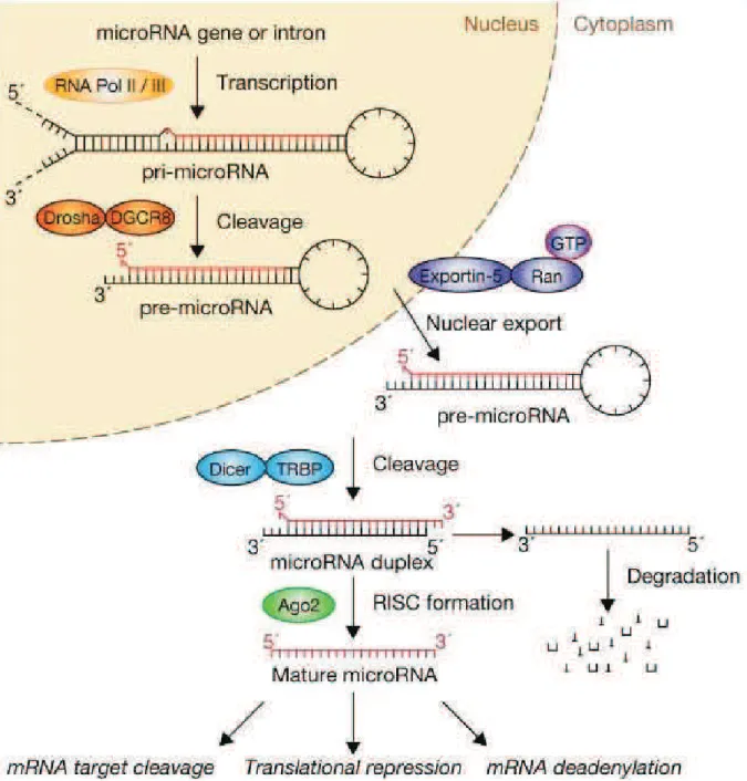 Figure 8. microRNA biogenesis and function. (Winter et al. 2009) 