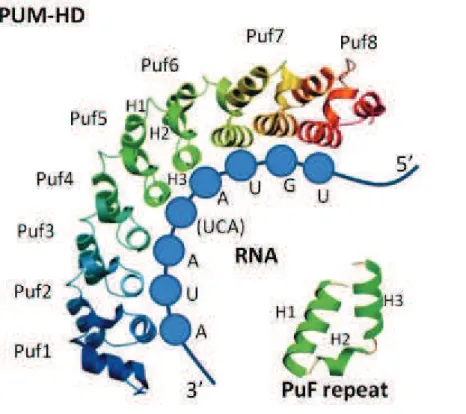 Figure  11.  Pum  Homology  Domain  structure  and  RNA  binding.  (Adapted  from 