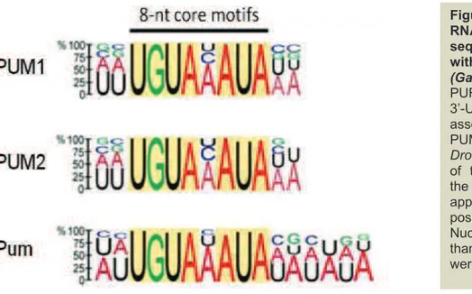 Figure  12.  Analysis  of  RNA  consensus  sequence  associated  with  PUM  proteins 