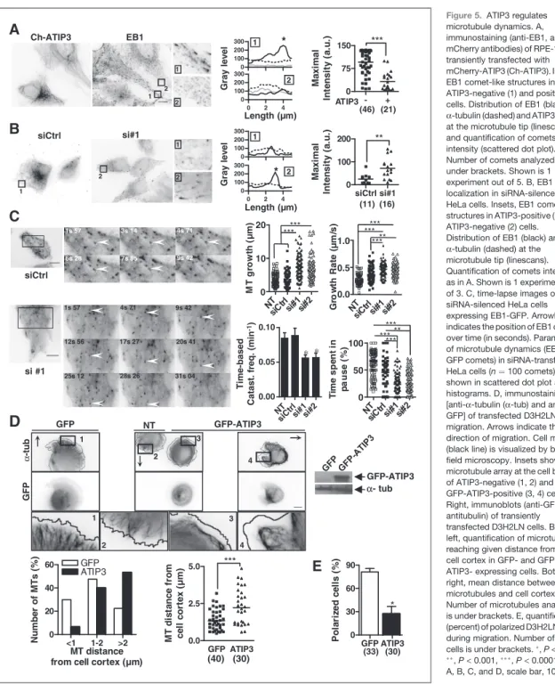 Figure 5. ATIP3 regulates