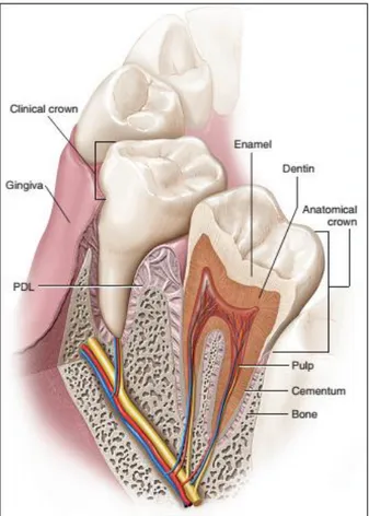 Figure 1 : The tooth and its supporting structure. Adapted from (Antonio Nanci and Cate  2013) 