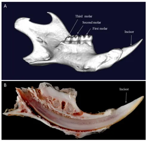 Figure 2 : Adult mouse mandible (own data). 