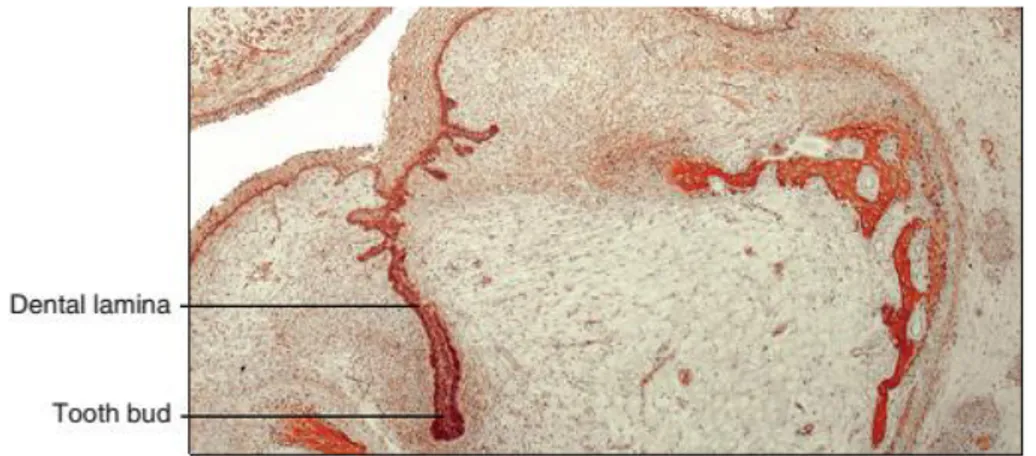 Figure 4 : Bud stage of tooth development. Adapted from (Antonio Nanci and Cate 2013) 