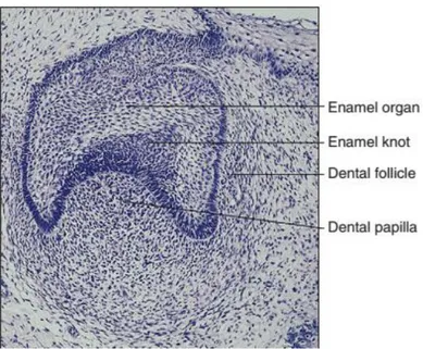 Figure 5 : Cap stage tooth germ showing the position of the enamel knot. Adapted from  (Antonio Nanci and Cate 2013) 