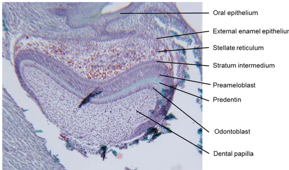 Figure 7 : Early bell stage of tooth development (own data) 