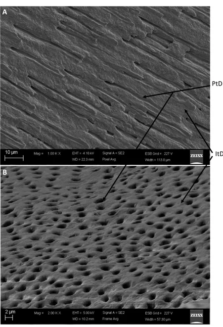 Figure  9 :  Human  dentin  by  scanning  electronic  microscopy  (SEM).  A.  cutting  line  is 