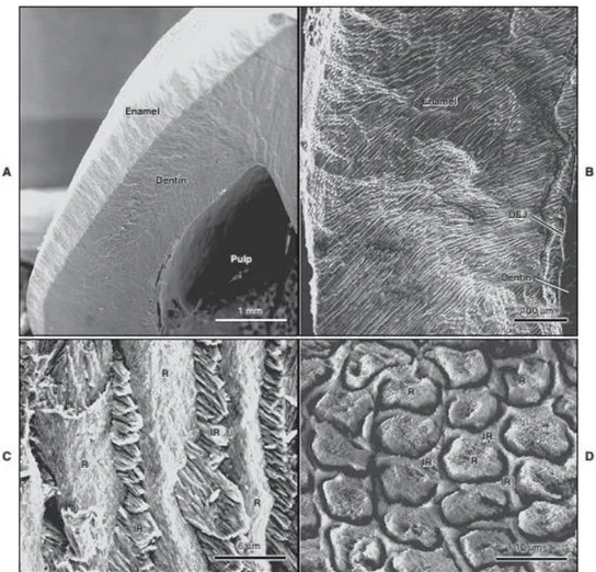 Figure  10 :  Scanning  electron  microscope  views  of  (A)  the  enamel  layer  covering 