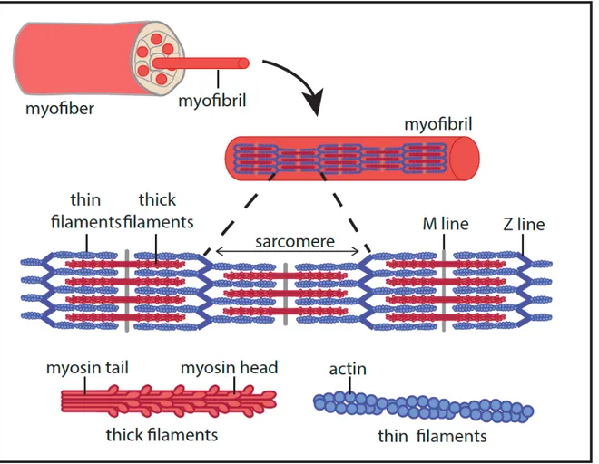 Figure 2. The sarcomere 