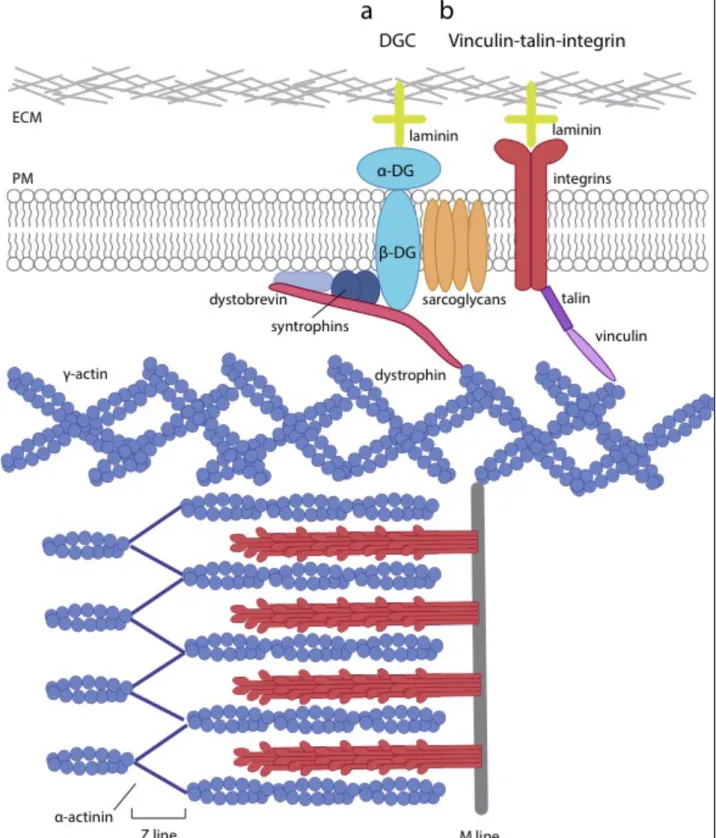 Figure 4. The costamere 