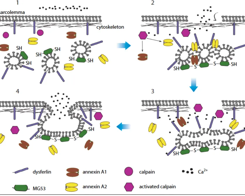 Figure 5. Model for the mechanism of membrane patching in muscle fibers.  