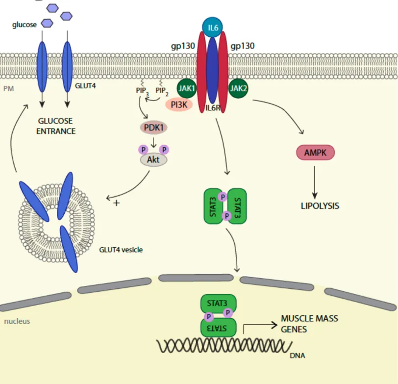 Figure 8. IL6 autocrine functions in skeletal muscle. 
