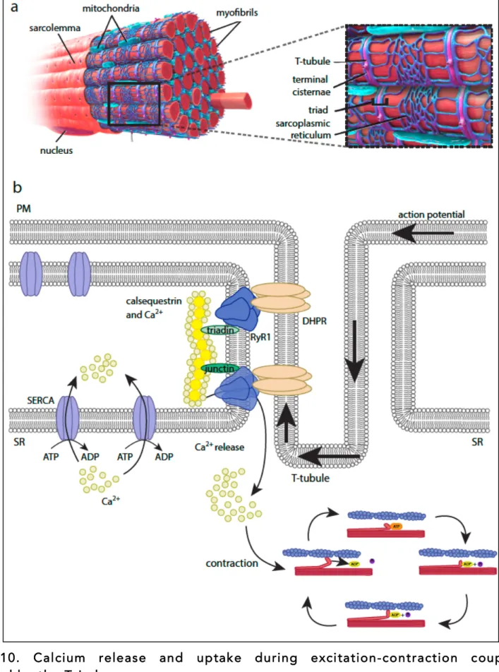 Figure  10.  Calcium  release  and  uptake  during  excitation-contraction  coupling  controlled by the Triad