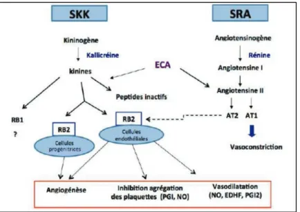 Figure 6 : Systèmes kallicréine-kinine (SKK) et rénine-angiotensine (SRA). 
