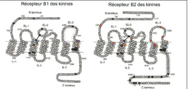 Figure 10 : Récepteurs des kinines. 