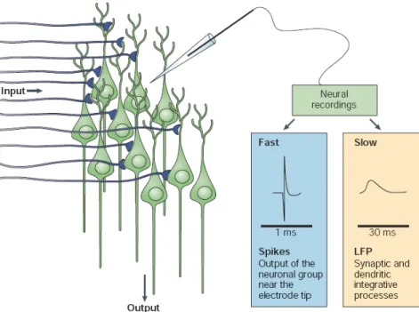 Figure 2.4: Enregistrement de l’activit´ e neuronale ` a l’aide d’une micro´ electrode