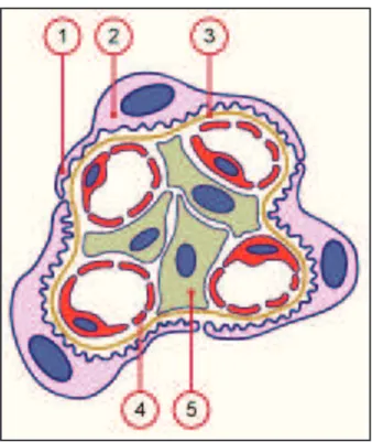 Figure 2 : Coupe d’une portion de glomérule. 