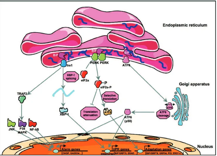 Figure  7 :  Représentation  schématique  de  la  réponse  UPR  (Unfolded  Protein  Response)