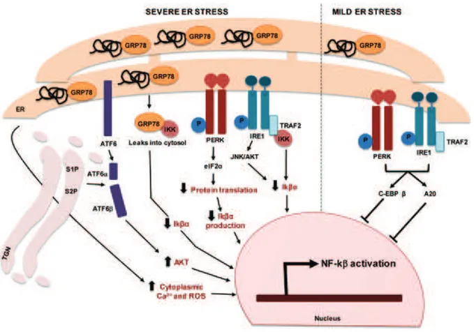 Figure 9 : La réponse UPR et l’activation de NF-κB. 