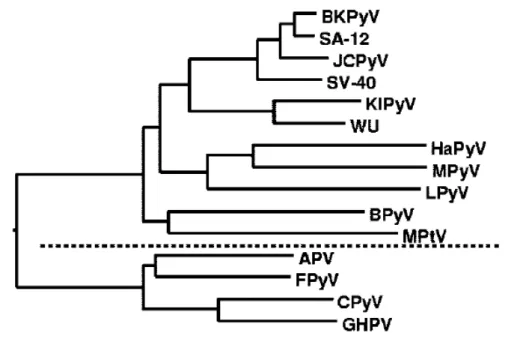 Figure  n°  1 :  Représentation  phylogénétique  des  Polyomavirus  après  analyse  comparative des génomes complets de 14 membres de la famille ((Johne and Muller 2007)