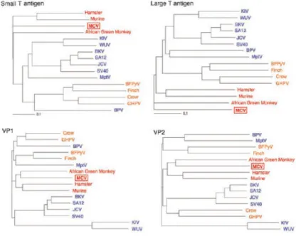 Figure n° 8 : Analyse comparative des séquences de ST, LT, VP1 et VP2 du nouveau 