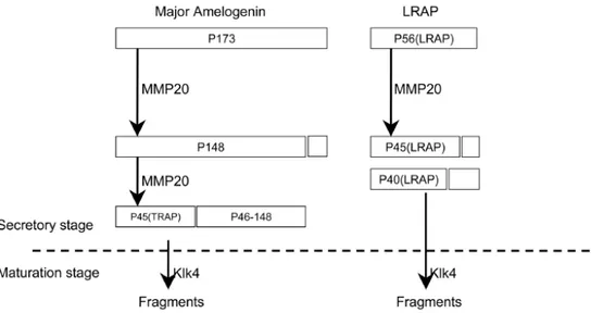 Figure 14. Isoformes de l’amélogénine porcine et produits de clivage. La principale protéine  (P173)  et  la  seconde  protéine  la  plus  abondante  (LRAP)  sont  dégradées  par  deux  protéases  extracellulaires : MMP20 et KLK-4
