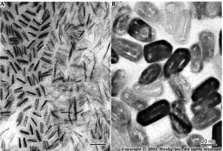 Figure 19 : Coupes transversales de cristaux d’émail récemment formés au cours du stade de  sécrétion (A) ou plus anciens, formés au cours du stade de maturation (B) (Nanci, 2003)