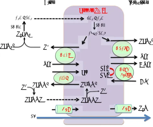 Figure 9 Modèle simplifié du transport de sodium, chlore et eau dans les  cellules du PT  (C.A