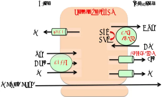 Figure 10 Modèle simplifié du transport de sodium et chlore dans les cellules  de la TAL 