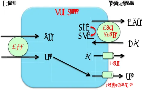 Figure 11 Modèle cellulaire du transport de sodium, chlore et potassium dans  les cellules du DCT 