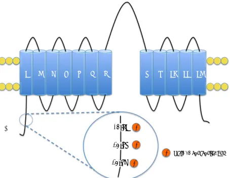 Figure 12 Schéma représentatif de la structure du cotransporteur  sodium/chlore NCC et ces sites de phosphorylations  ! !" #" $" %" &amp;" '" (" )" *" !+" !!" !#"," -"./0&amp;$"./0&amp;)"120(!"./0&amp;)"./0&amp;$"3"3"3"3" 4"5672"82"9/:59/:0;<=>:?"
