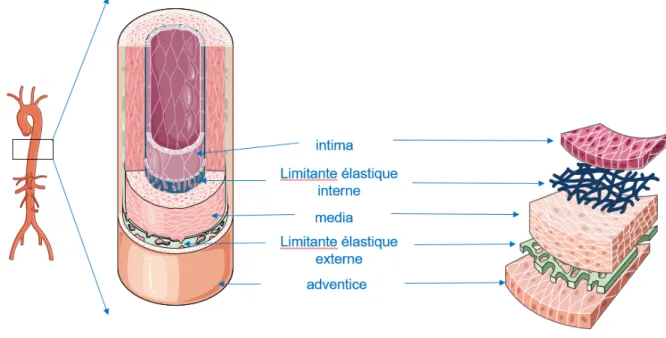 Figure 3 : Structure de la paroi vasculaire saine 