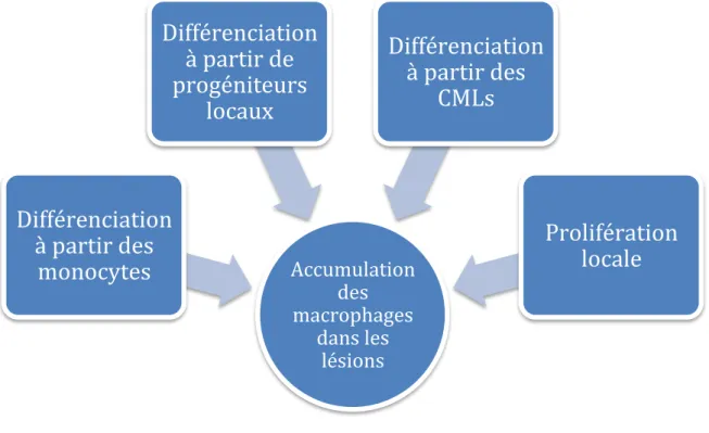 Figure 9 : Origine des macrophages dans les lésions 