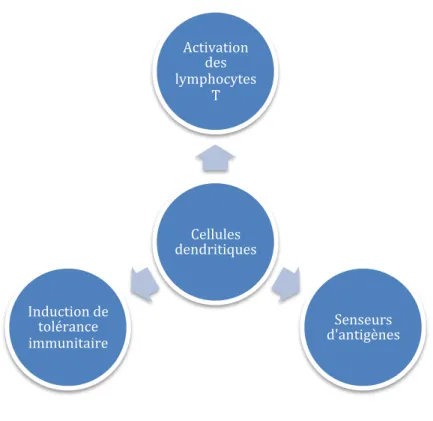 Figure 14 : Fonctions physiologiques des cellules dendritiques 