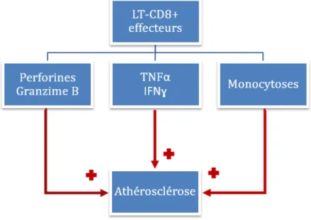 Figure 18 : Rôle pro-athérogène des lymphocytes TCD8 