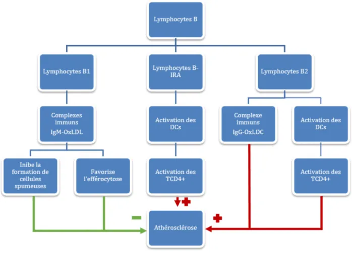 Figure 20 : Rôle des lymphocytes B dans l'athérosclérose 