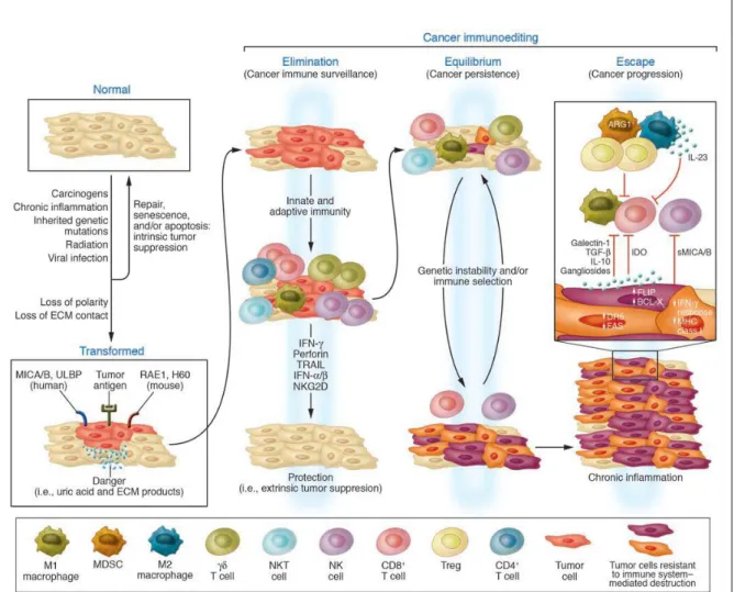 Figure 2: The cancer immunoediting concept 