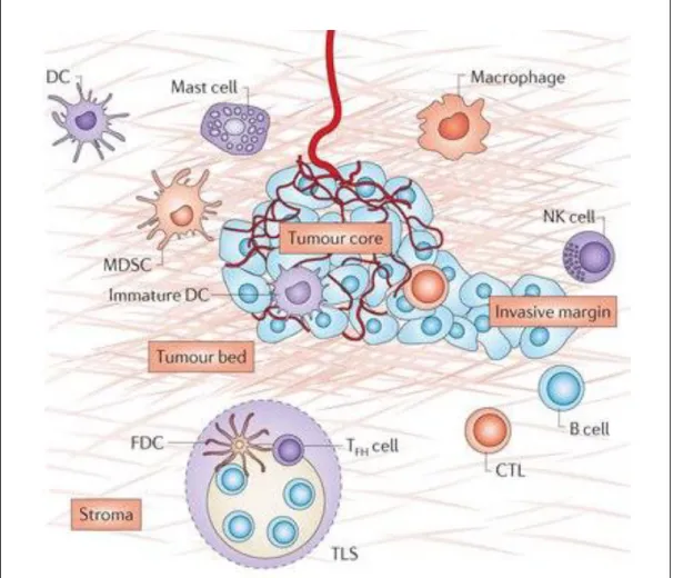 Figure  3:  Components  of  the  tumor  microenvironment  (core  of  the  tumor,  invasive margin and the TLS)