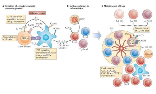 Figure 4: Proposed model describing the principle events of the TLS neogenesis 