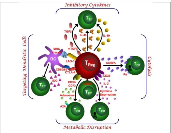 Figure 6: Basic immunoregulatory mechanisms used by Tregs. 