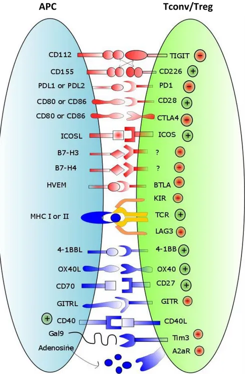 Figure 7: Immune checkpoints in regulating T cell responses 