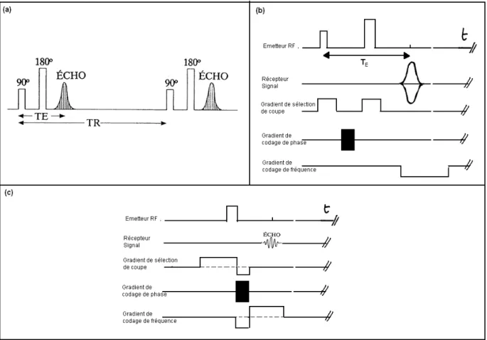 Fig. 10 : (a) La séquence de SPIN-ÉCHO est définie par deux paramètres de séquence : le  temps de répétition (TR) qui sépare deux excitations à 90° successives, et le temps d'écho  (TE) qui sépare l'excitation de la mesure de l'écho