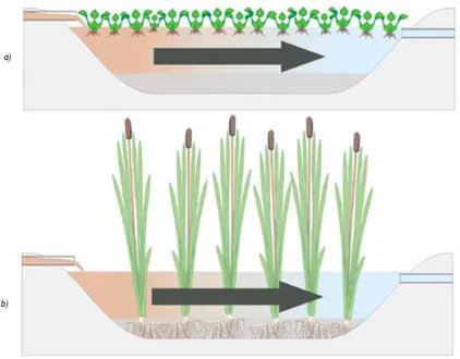 Figure 2-2 : Vue en coupe d’un marais surfacique à flux horizontal a) à plantes flottantes et b)  plantes enracinées (tiré de Société québécoise de phytotechnologie, 2013) 