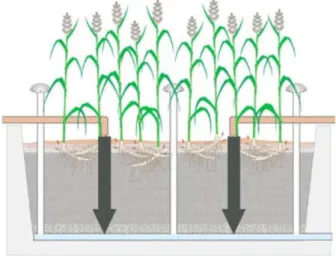 Figure 2-4 : Vue en coupe d’un marais sous-surfacique à flux vertical (tiré de Société québécoise  de phytotechnologie, 2013) 