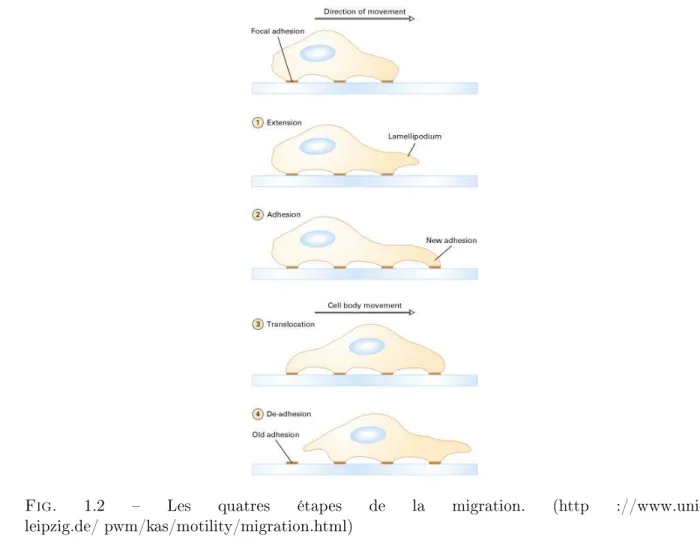 Fig. 1.2  Les quatres étapes de la migration. (http ://www.uni- ://www.uni-leipzig.de/ pwm/kas/motility/migration.html)